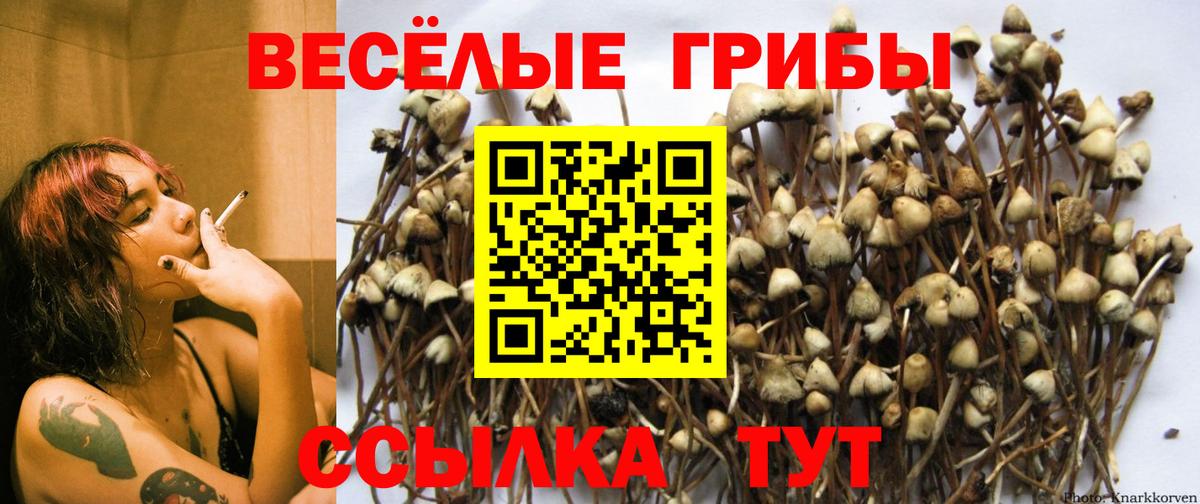 Псилоцибиновые грибы прущие грибы  Вход с VPN  Псилоцибиновые грибы мицелий  Сорочинск 
